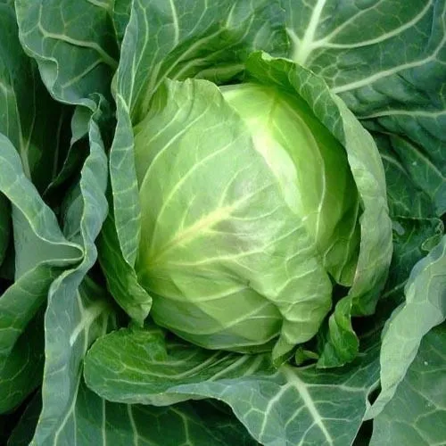 Copenhagen Market Cabbage Seeds