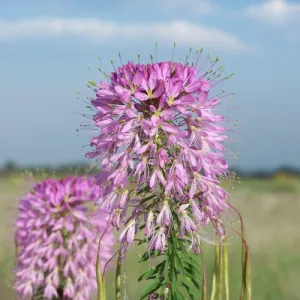Rocky Mountain Bee Plant Seeds